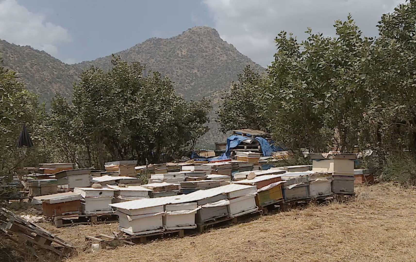 کشتوکاڵی کانی ماسێ: لەماوەی یەک ساڵدا 671 کورەی هەنگ لەنێوچوون