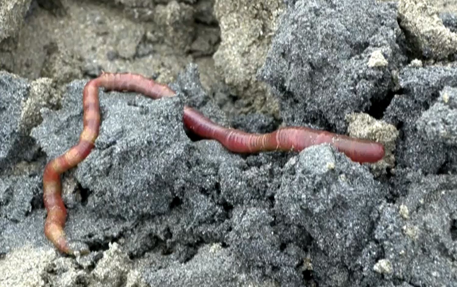 Coreke kurman dikare proseya çandina endamên laşê mirov tenduristir bike
