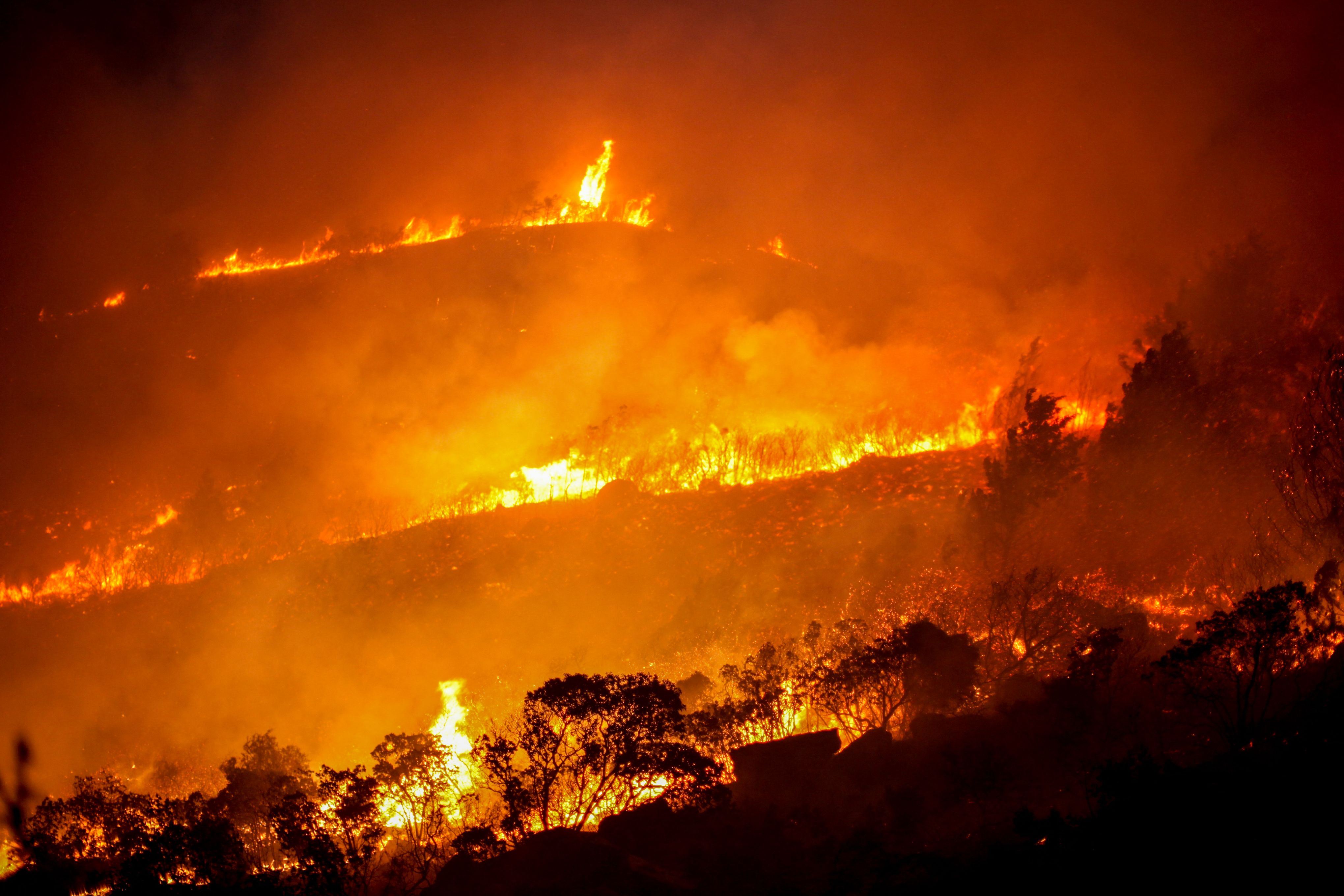 نەتەوەیەکگرتووەکان: ساڵانە نزیکەی 12 ملیۆن هێکتار دارستان لەنێودەچێت