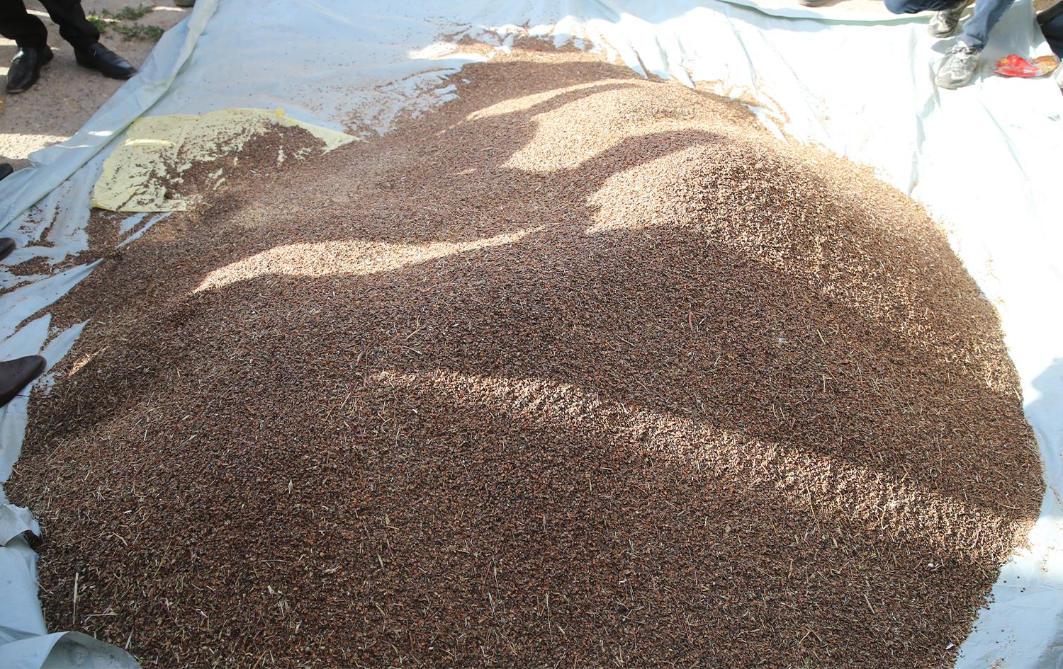 Li Mêrdînê çinîna genimê reş destpê kir