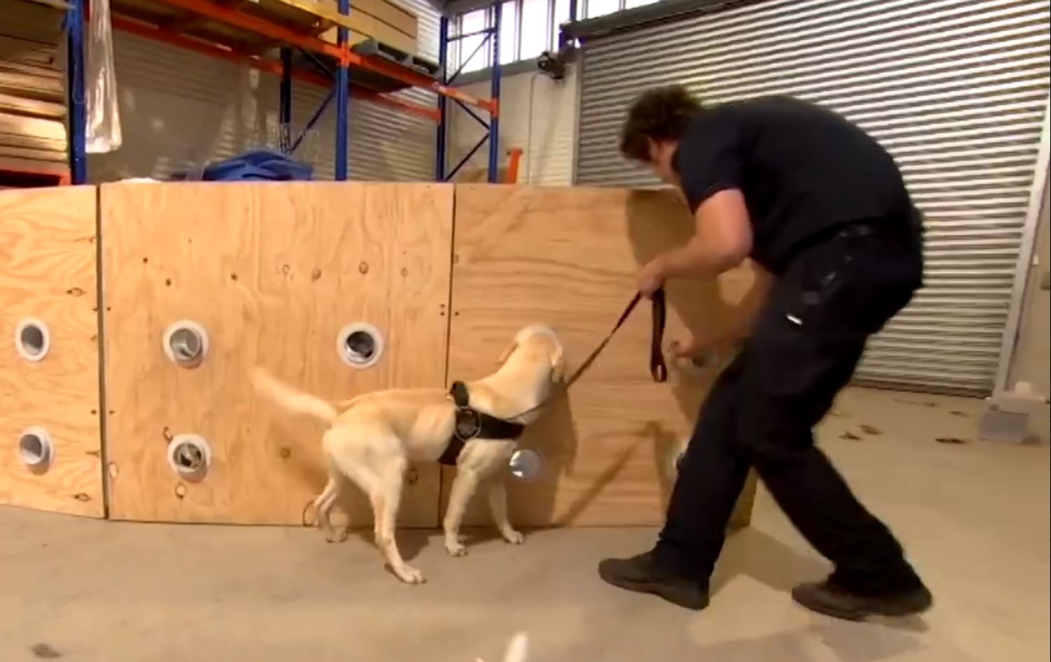 Li Awustralyayê kuçik ji bo dîtina kelûpelên dîjîtal têne bikaranîn