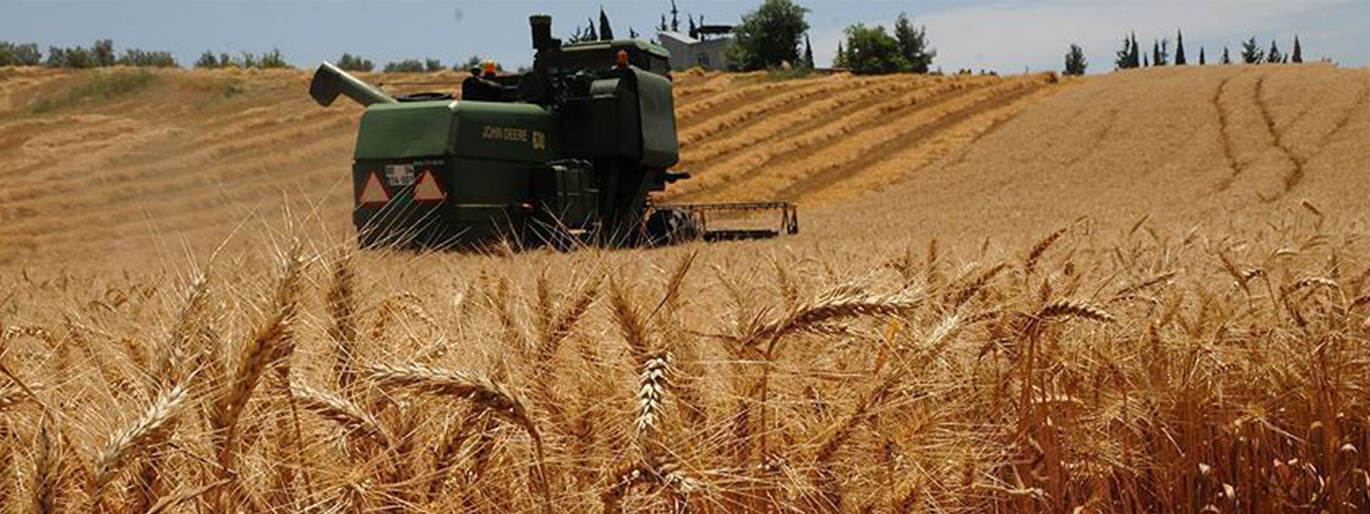 BM Gıda ve Tarım Örgütü: Türkiye en çok buğday ithal eden üçüncü ülke