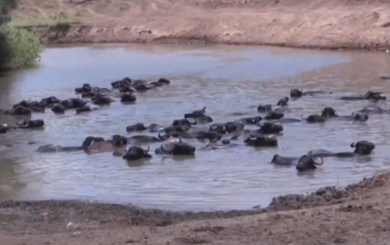 Ajeldarên Mûşê rojane 8 demjimêran gamêşên xwe dixin nav çem