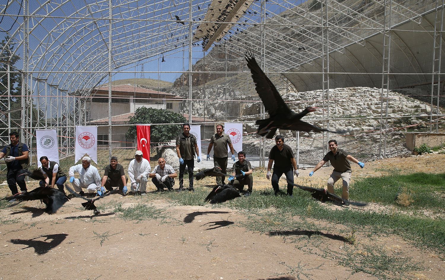 Koruma altındaki 30 kelaynak göç etmeleri için salındı