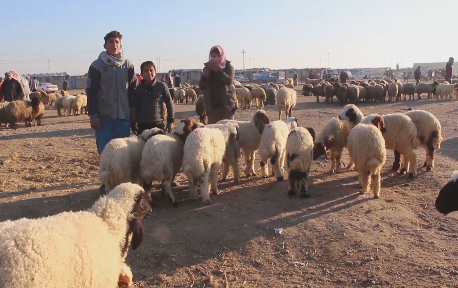 سێ مانگە بۆ رێگری لە بڵاوبوونەوەی تای خوێنبەربوون، زیقار ئاژەڵەکانى ئابڵوقە داوە
