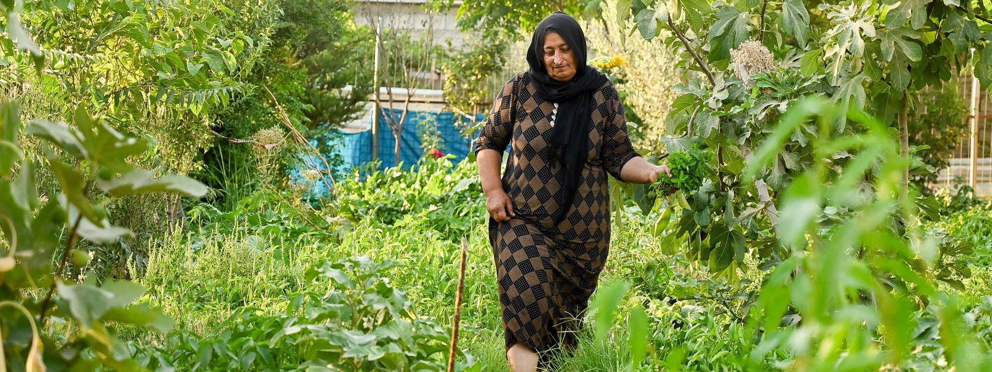 Domiz Kampı'ndaki Rojavalı 50 kadın bahçecilik ile yeniden hayata bağlanıyor