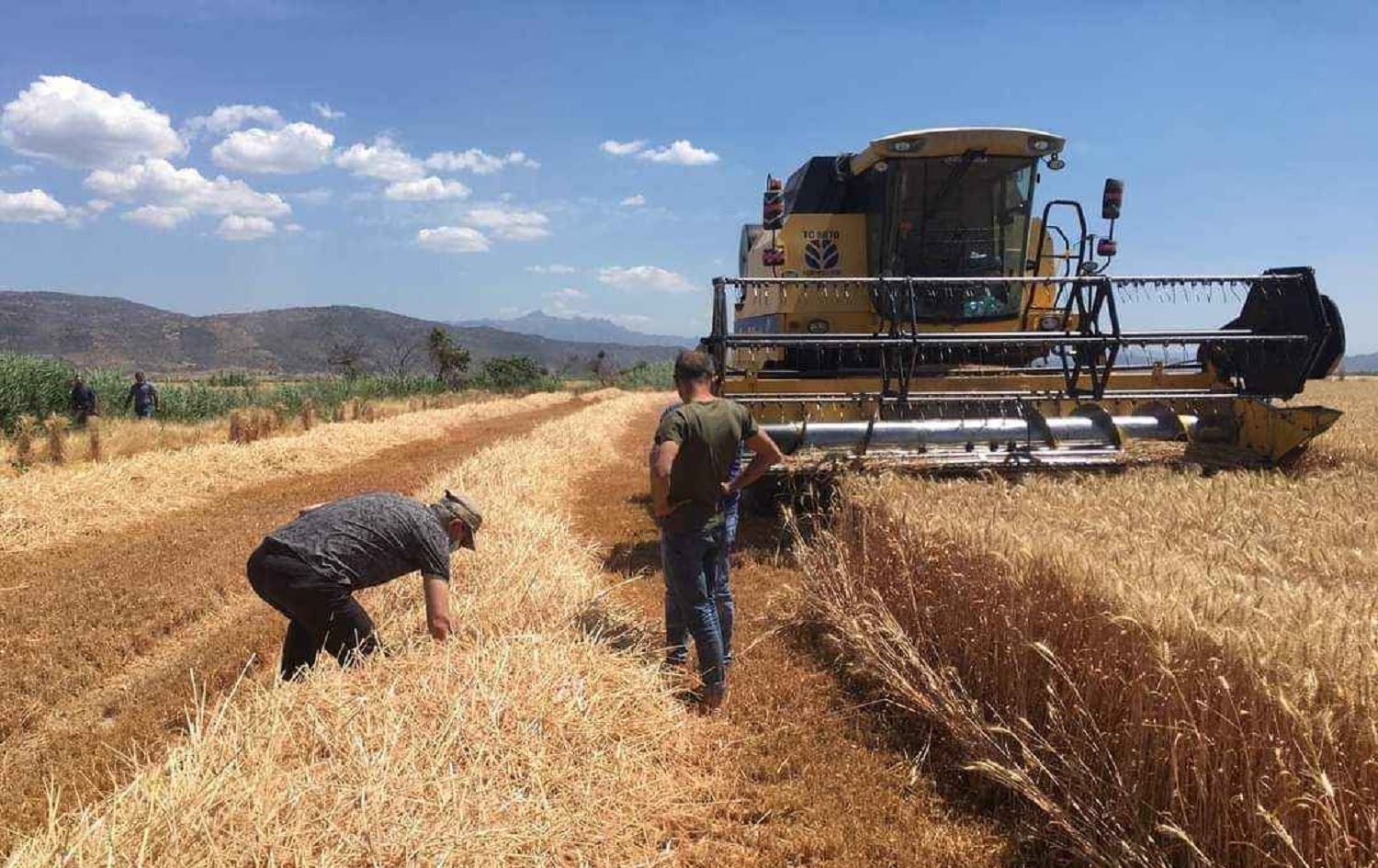 Li Bakurê Kurdistan û Tirkiyê erdên genim 24 milyon donim kêm bûne