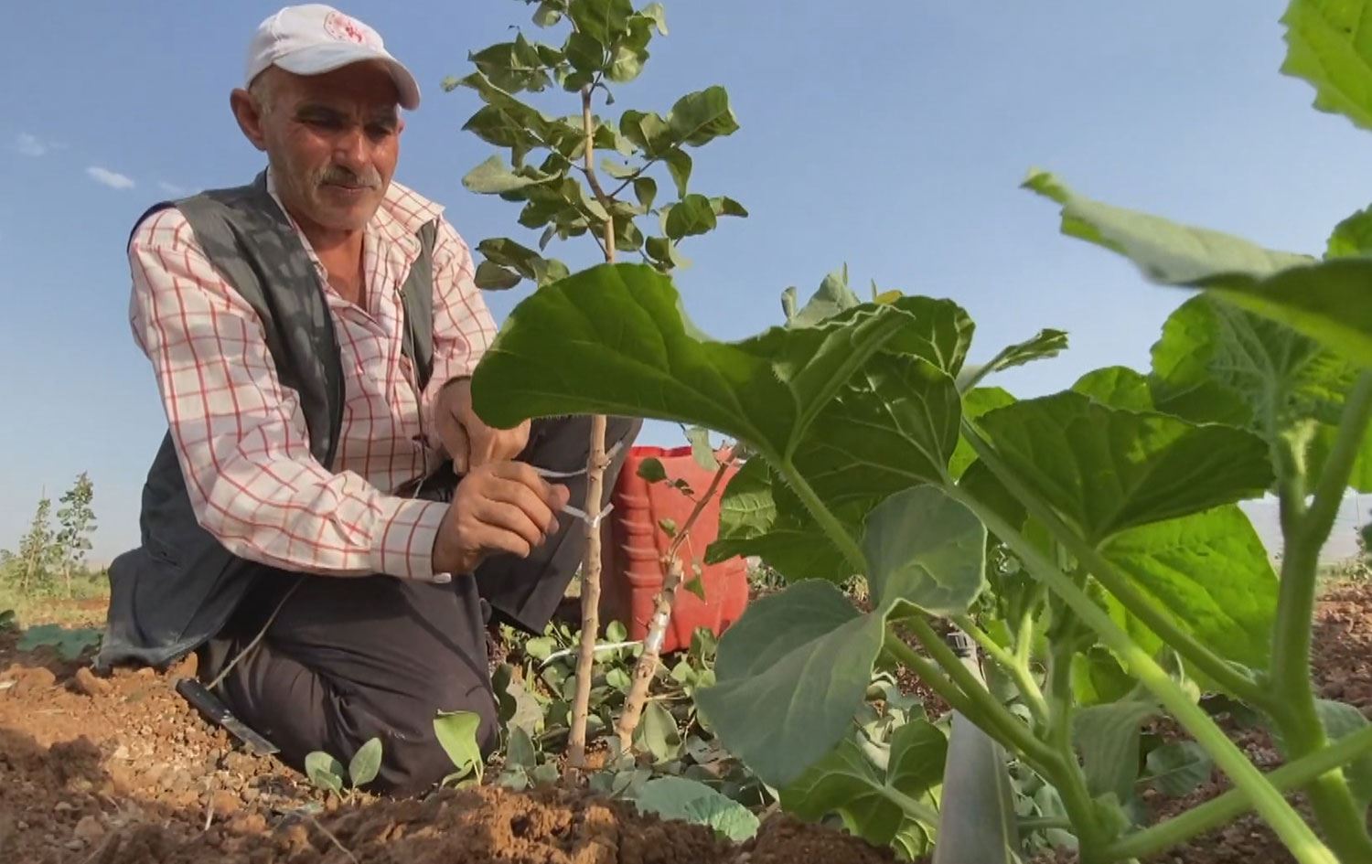 جووتیارێکی زاخۆیی لەسەر رووبەری 45 دۆنم زەوی 12 هەزار نەمام فستقی سێرت دەچێنێت