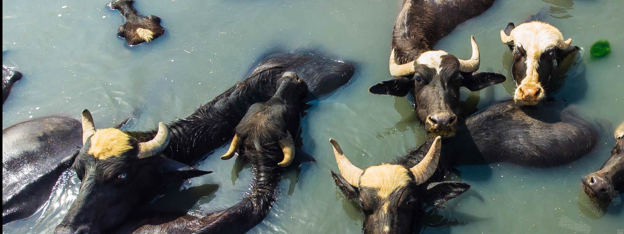 Manda besiciliği giderek yok oluyor