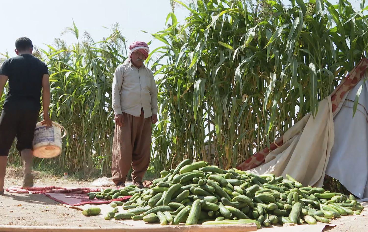 جووتیارێک: ئەمساڵ زیانی زۆرمان بەرکەوتووە، کیلۆیەک خەیار 25 دینار دەکات