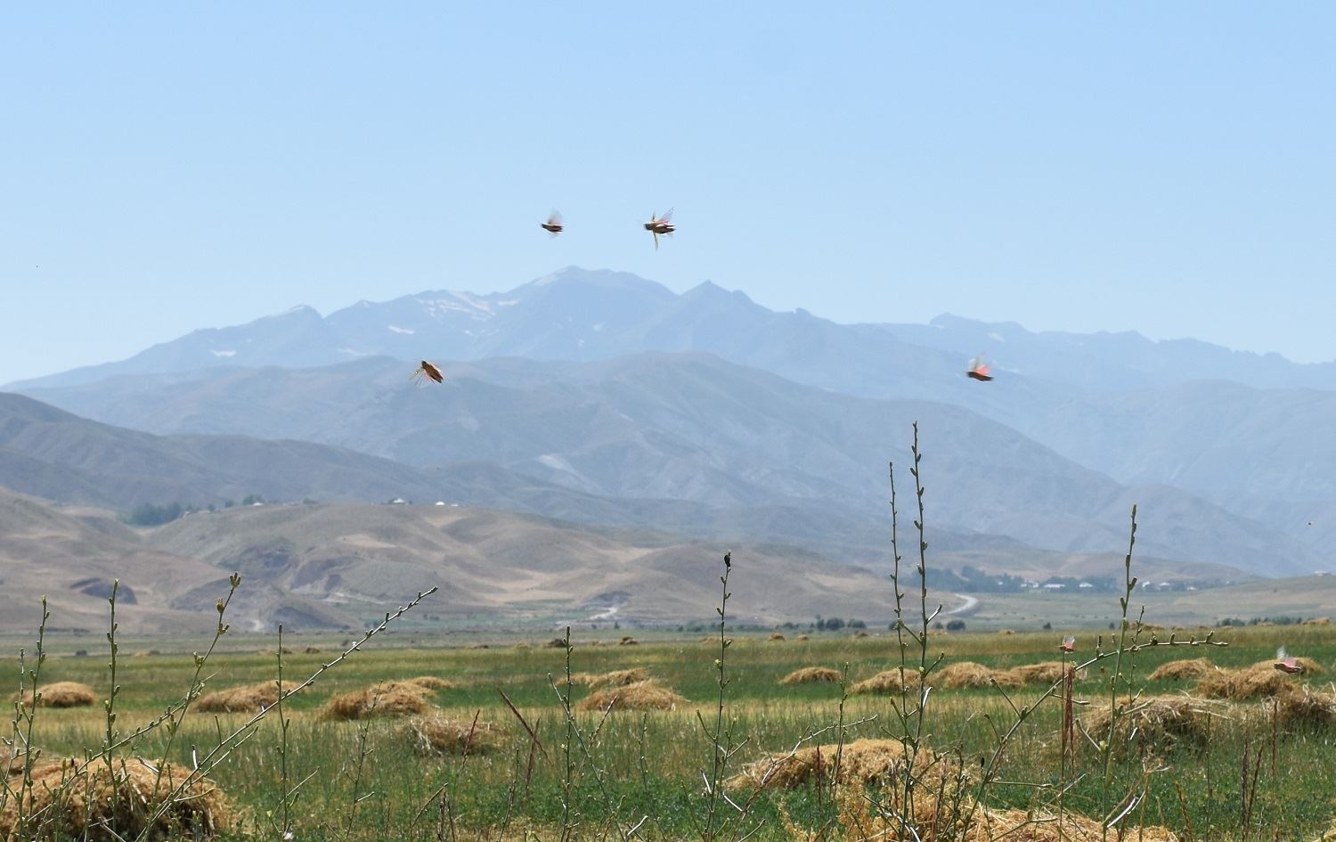 Li Colemêrgê ji ber zêdebûba kuliyan cotkar rûbirûyê zehmetiyan dibin