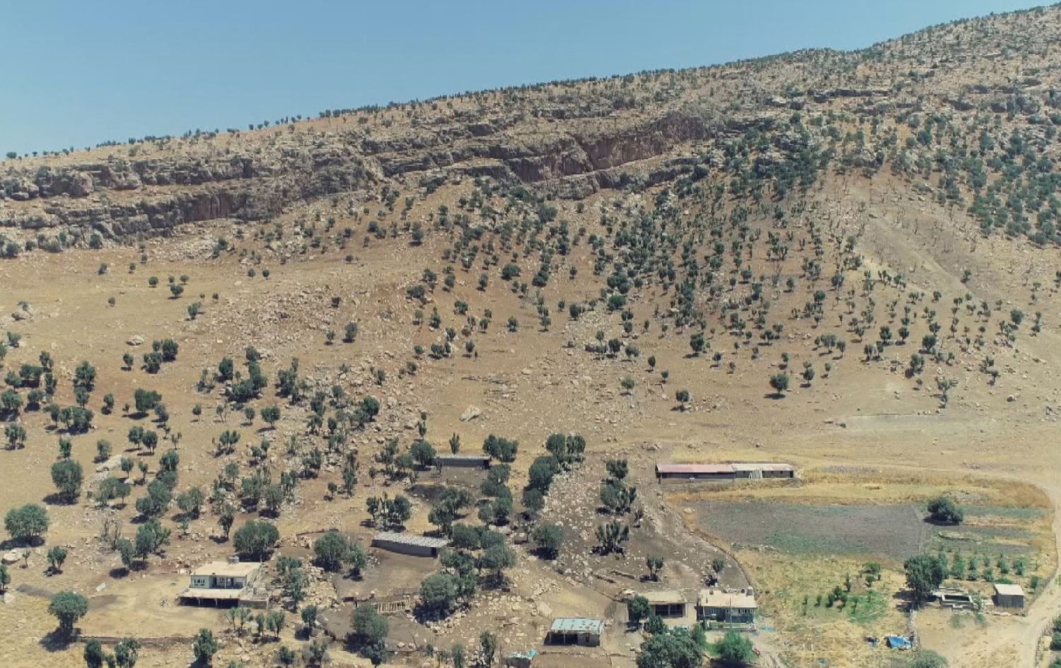 ئاژەڵدارێک لە سنووری باڵەکایەتی: بەهۆی کەمیی لەوەڕگا شەڕ لەنێوان ئاژەڵداران دروستدەبێت