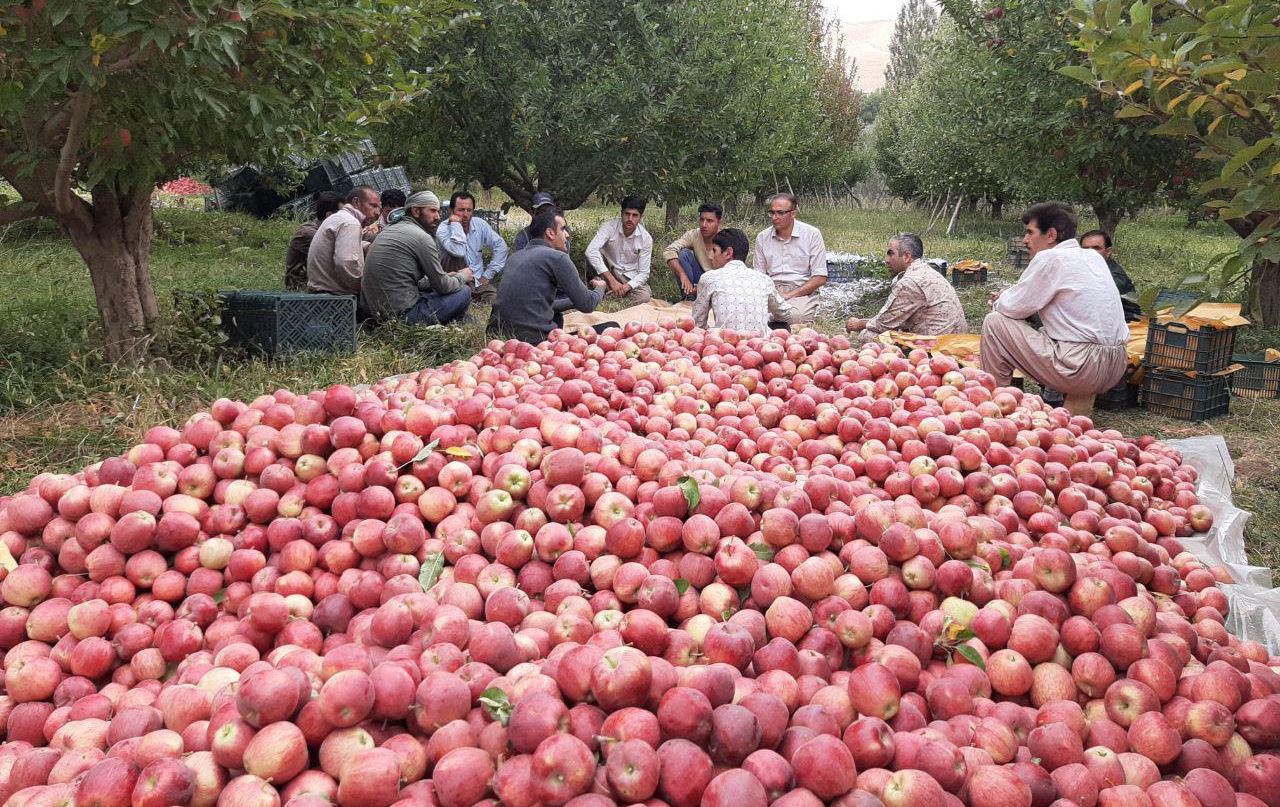 کشتوکاڵی ورمێ: یەک ملیۆن و 100 هەزار تۆن سێو بەرهەم دەهێندرێت