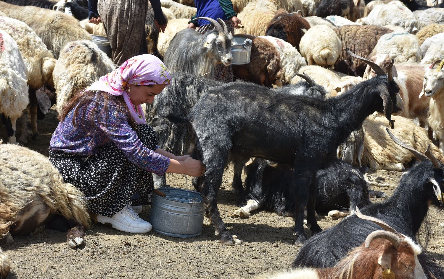 Du zanîngeh qedand lê bû bêrîvan