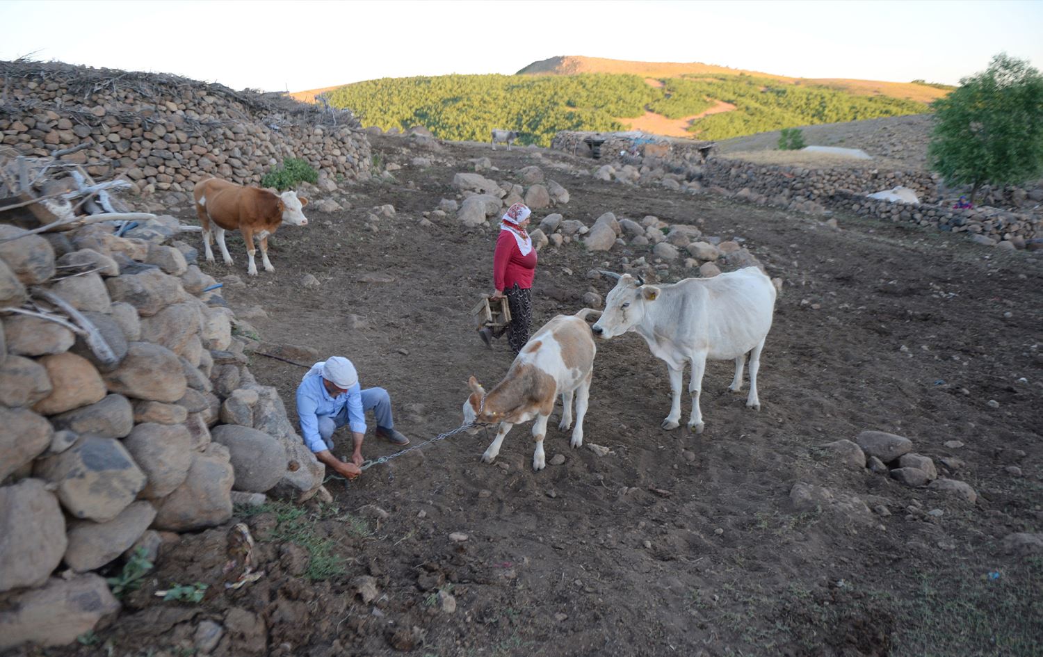 Ajeldarên Çewligê bê av û elektrîk 5 mehên salê li zozanan dijîn