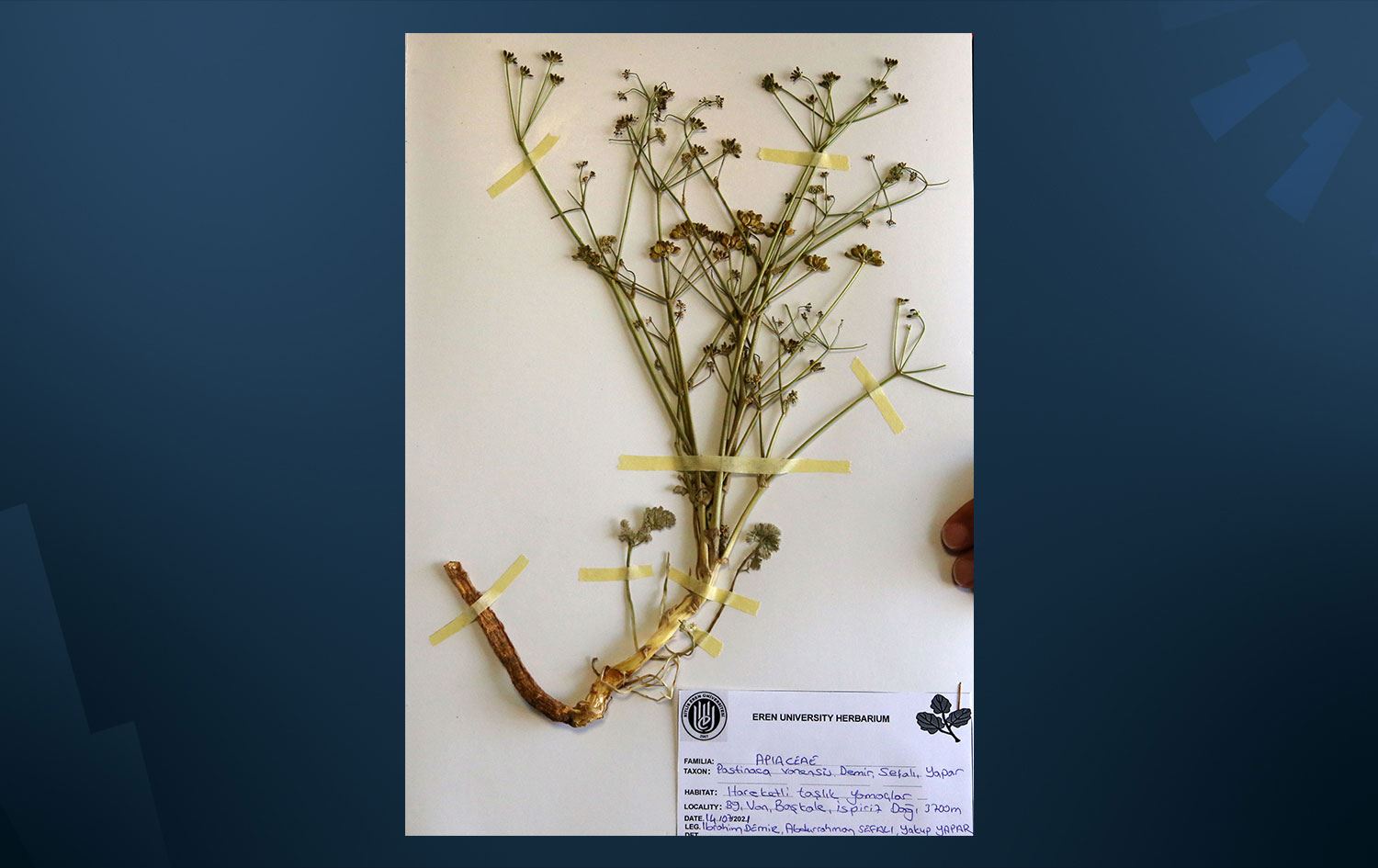 Van'daki İspiriz Dağı'nda yeni bir bitki türü keşfedildi