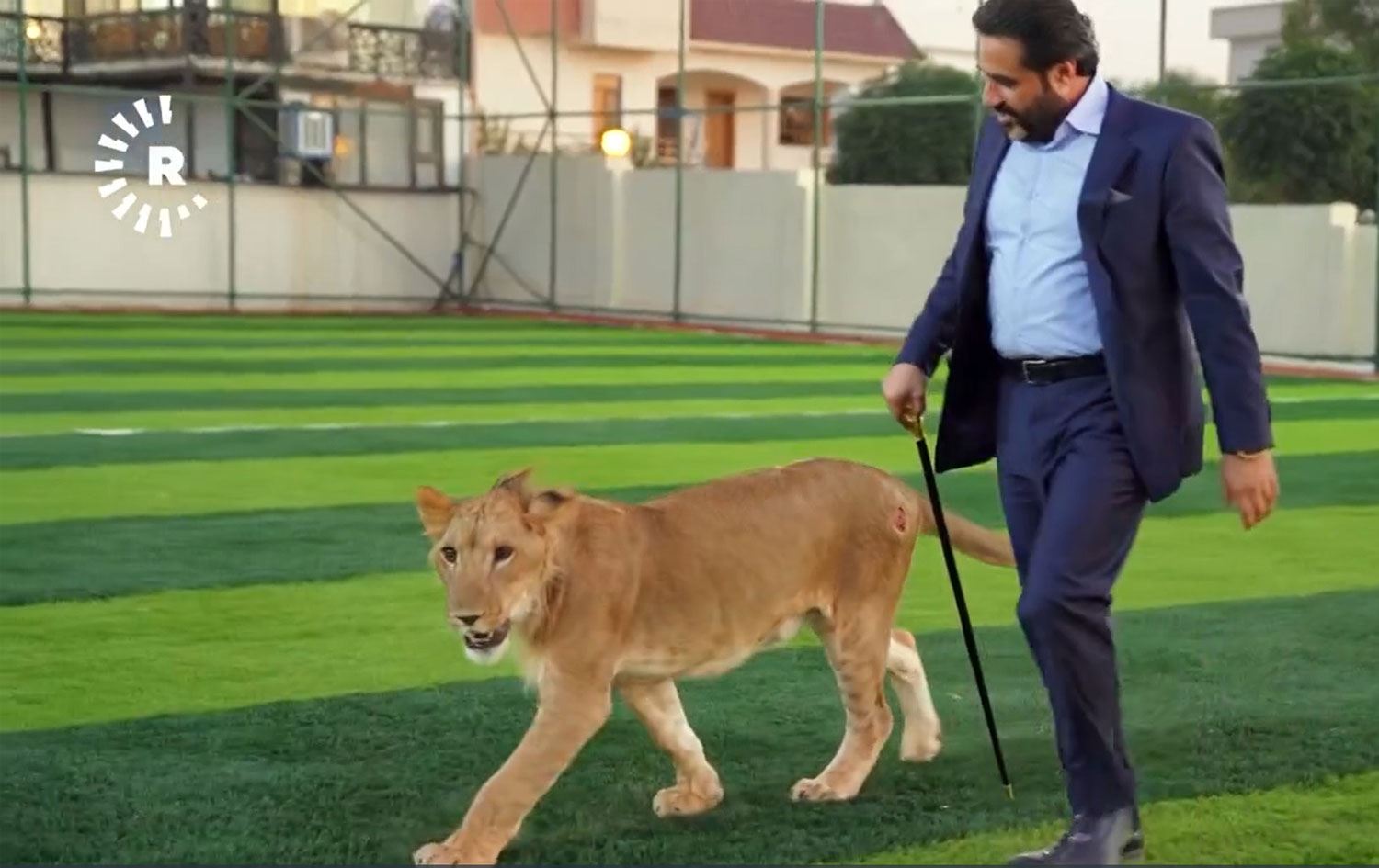 ERBİL - Evinde aslan besliyor: O kadar kolay değil kardeş