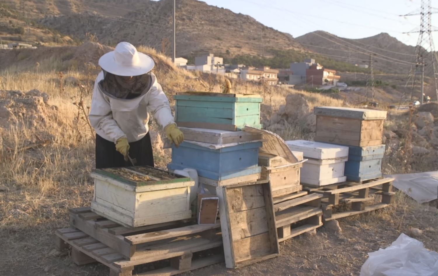 لە دهۆک کچێک لە 2019ـەوە هەنگ بەخێو دەکات