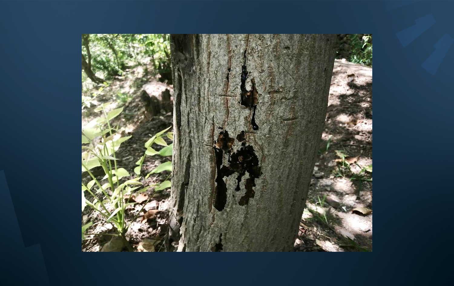 وەزارەتی کشتوکاڵی عێراق لە وشکبوونی دارگوێزەکانی هەورامان دەکۆڵێتەوە