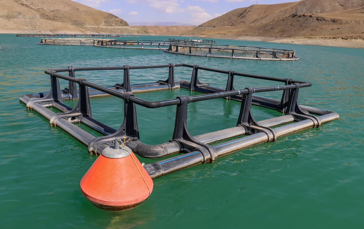 Li Wanê di 38 tesîsan de masiyên deqsor tên xwedîkirin