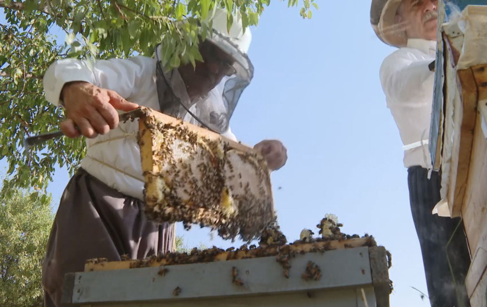 لە هەڵەبجە بە هەرەوەزی دەست بە بڕینەوەی هەنگ دەکرێت