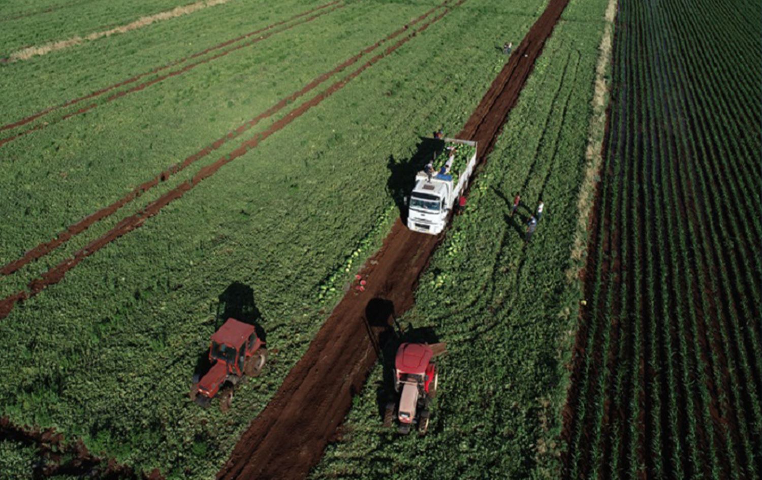 Rêveberiya Çandiniyê ya Amedê: Hişkesaliyê ziyan gihandiye 700 hezar hektar zevî