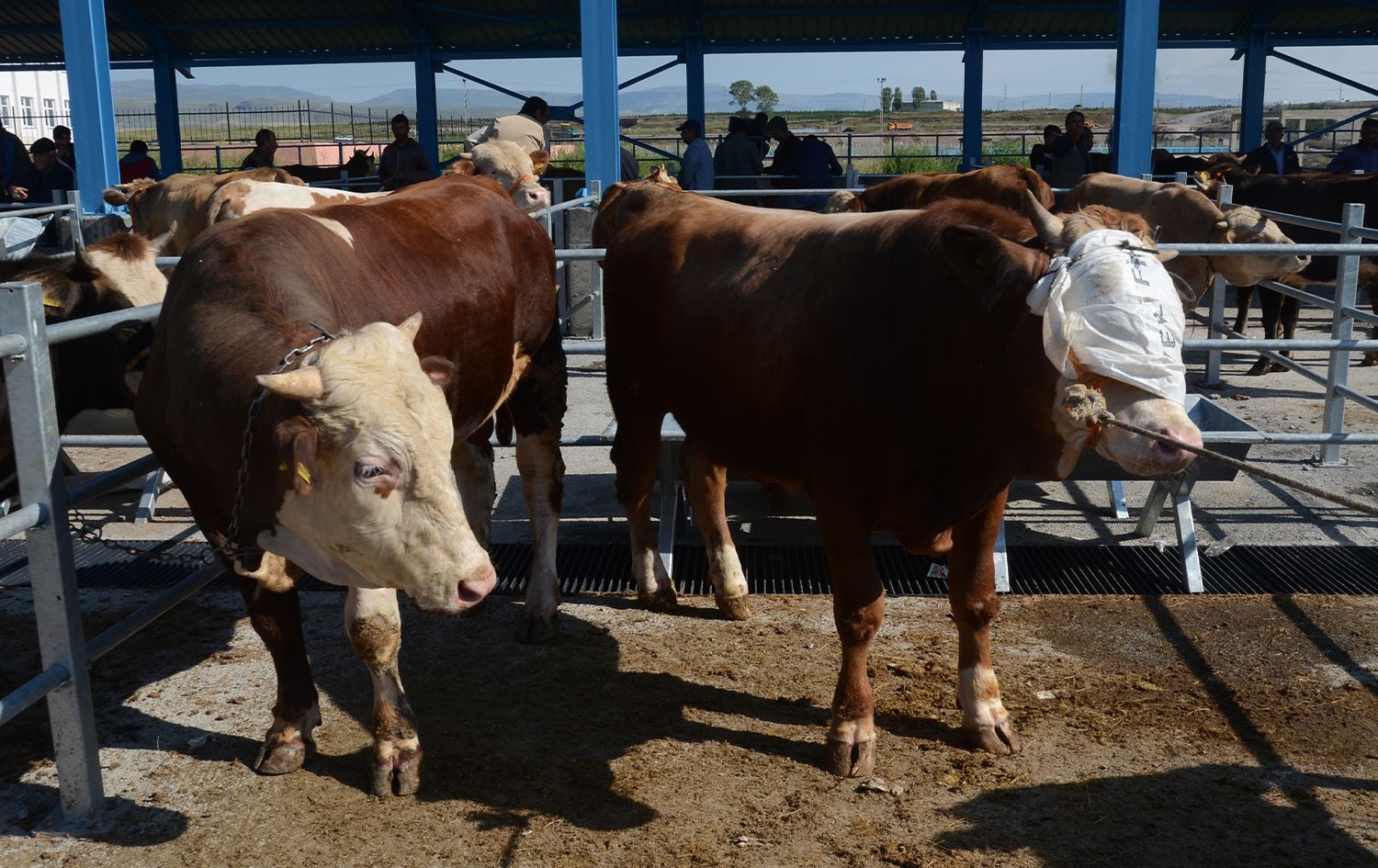 Li Qersê ji ber nexweşiya tebeqê ya ajelan bazar hatin rawestandin