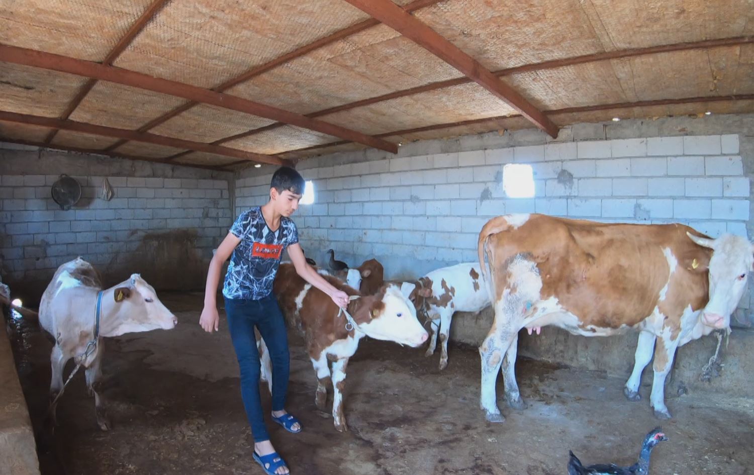 Li Amedê nexweşiyeke ecêb; golik kor dizên