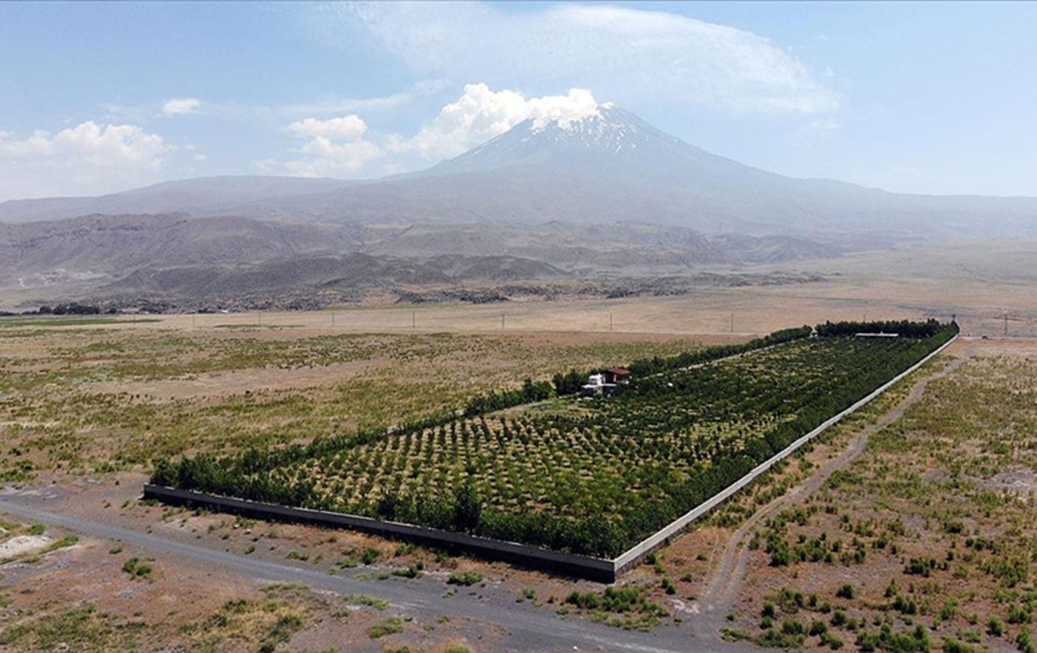 Ağrı Dağı eteklerinde saklı bir cennet: 5 bin meyve ağacı dikti