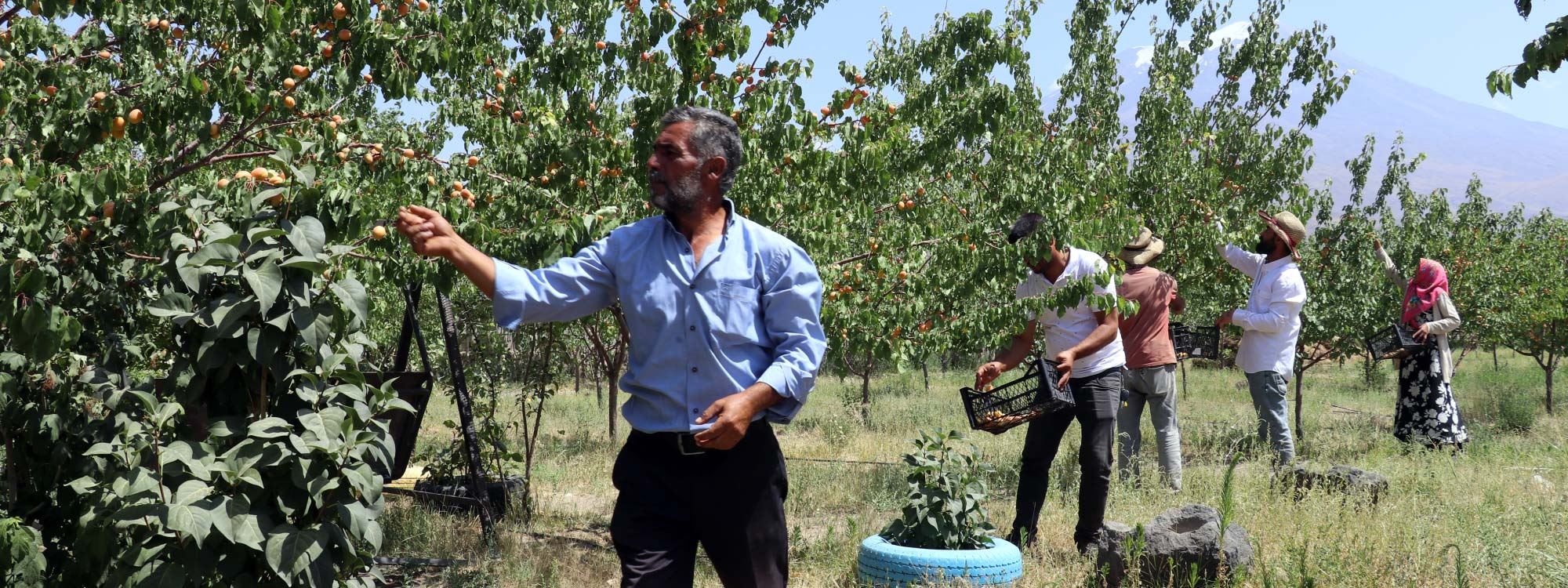 FOTO: Ağrı Dağı eteğinde meyve ağaçlarından bir vaha
