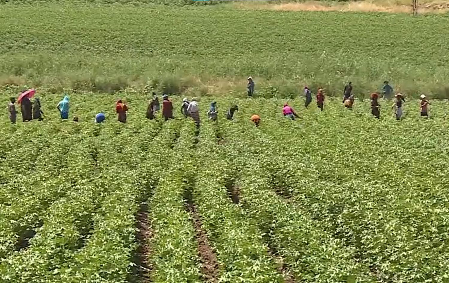 Li Amedê 20 karkerên çandiniyê bi jehrî ketin