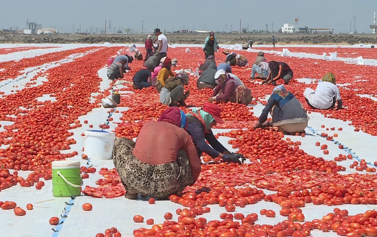 Firingiyên Amedê bo Amerîka, Kanada û welatên Ewropayê tên şandin