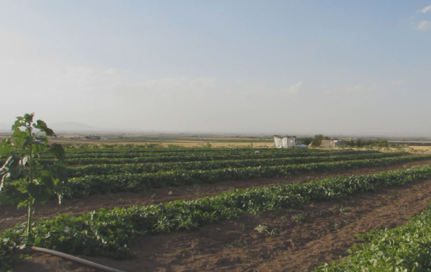 لە پارێزگای سنە ساڵانە زیاتر لە 40 هەزار تۆن خەیار بەرهەمدێت