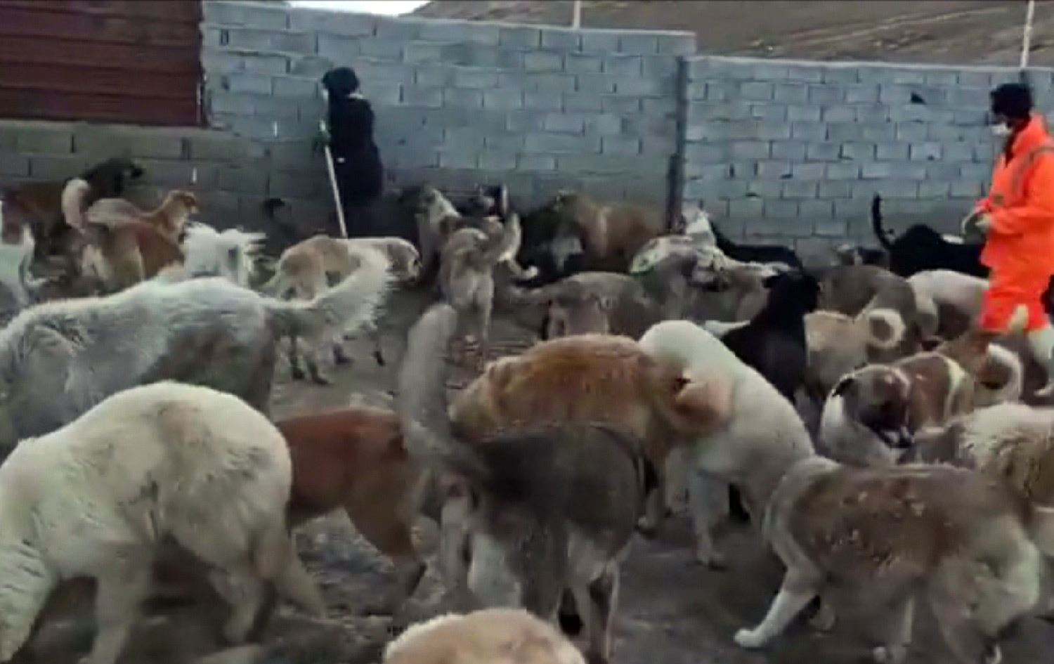 لە رۆژهەڵاتی کوردستان سەگی بێلانە نەزۆک دەکرێن