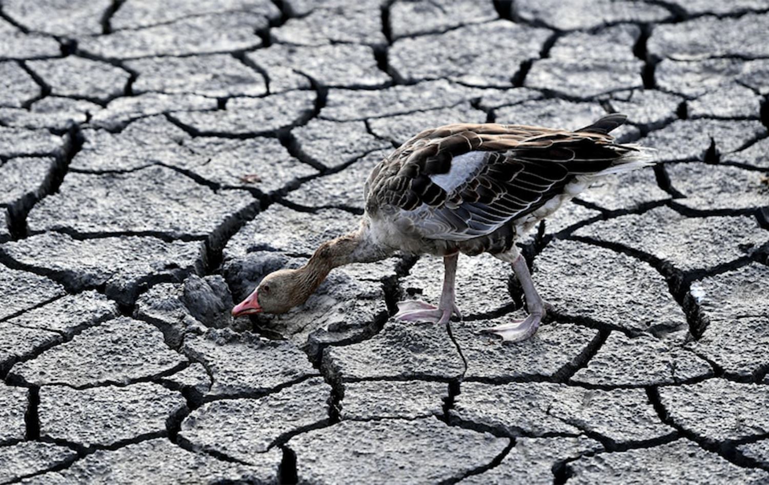 Ewropa ji ber hişkesaliyê xiraptirîn hefteyê derbas dike