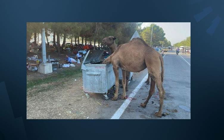 VIDEO – Deveyên birçî daketin nav bajêr