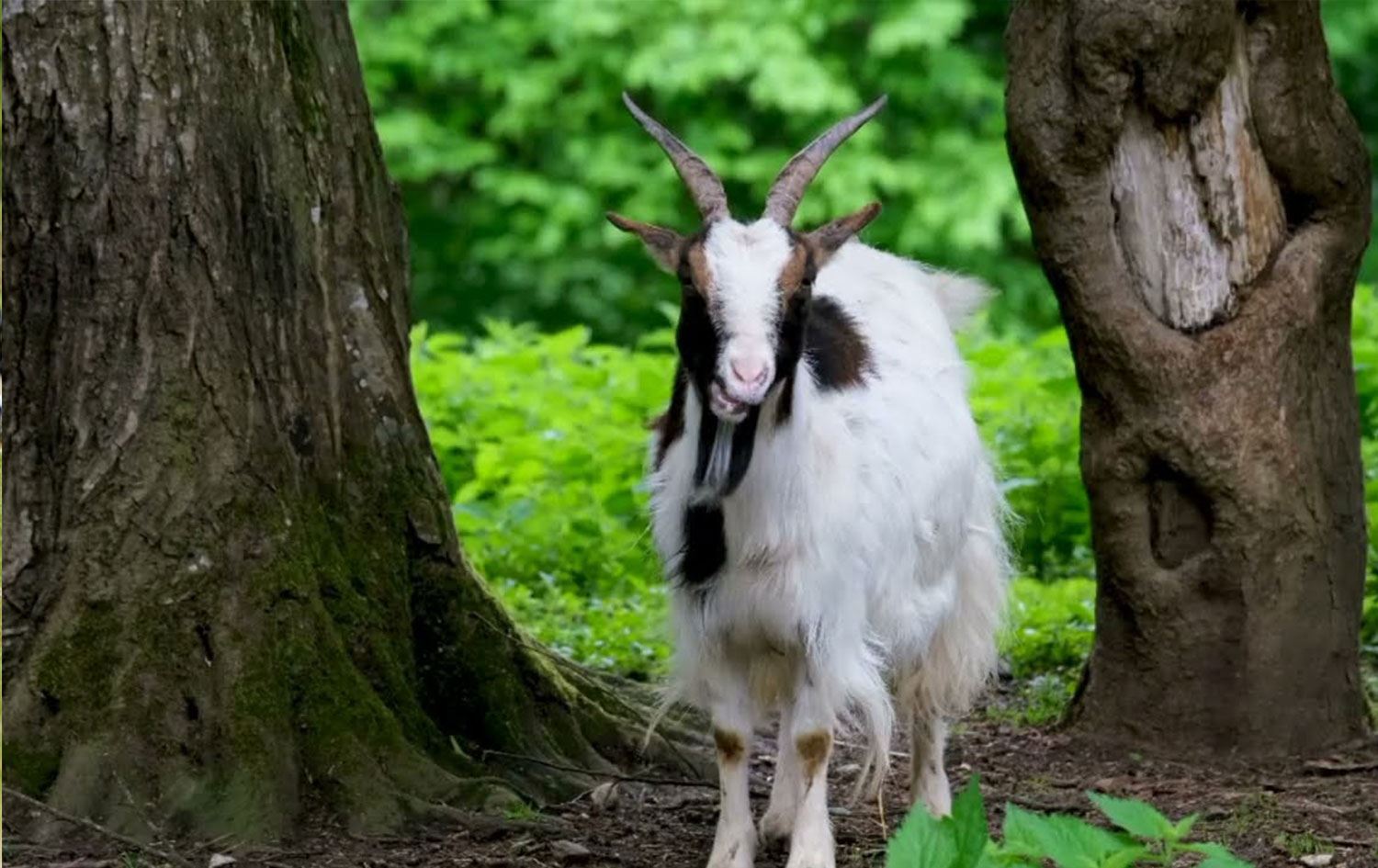 Avrupa'da ormanlar keçilere emanet