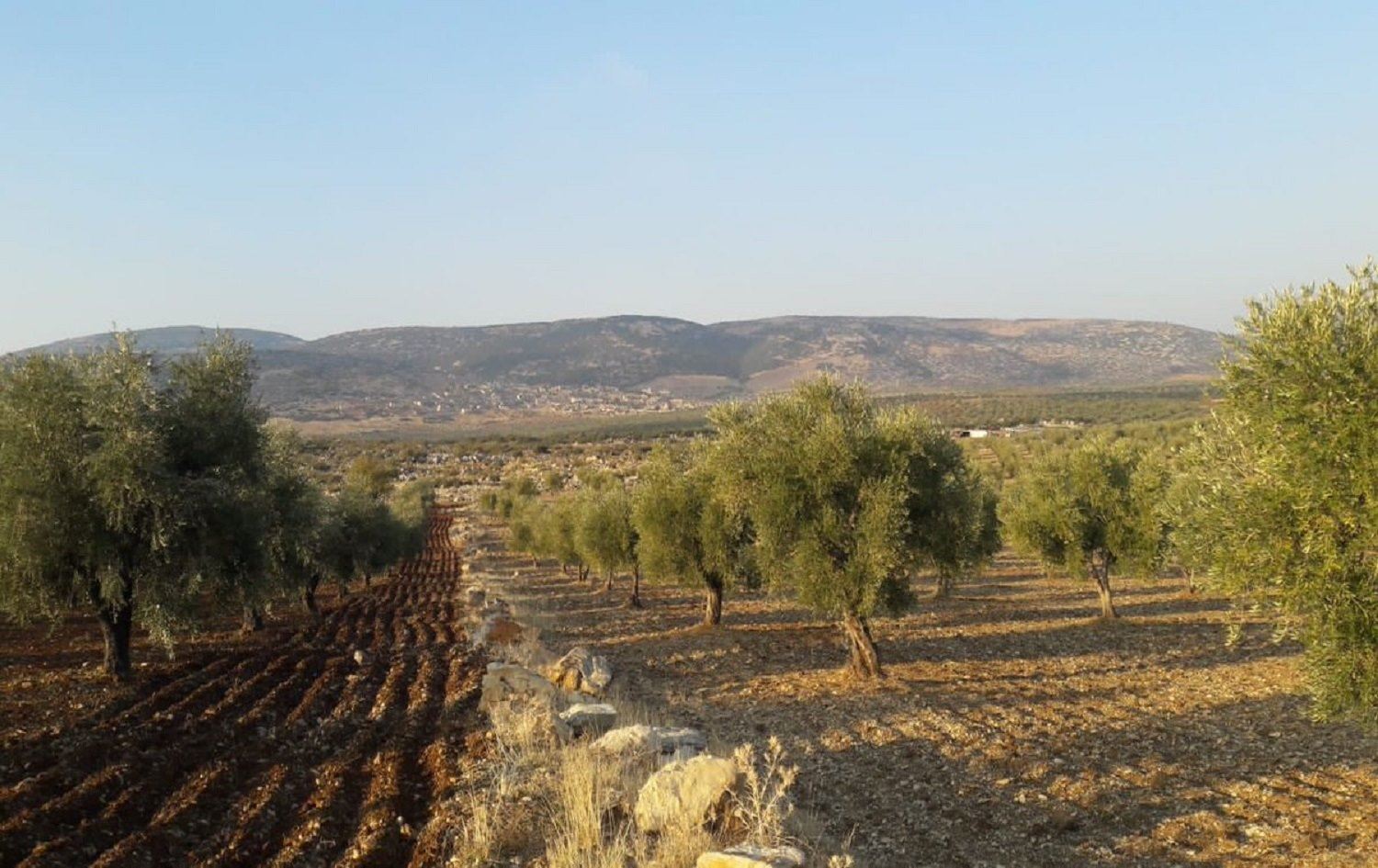 Li Efrînê grûpên çekdar 650 darên zeytûnan birrîn