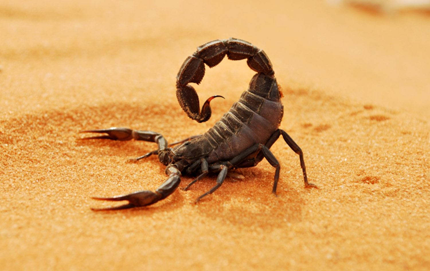 لە پارێزگای دیالە پێوەدانی مار و دووپشک بە رێژەی 60% زیادیکردووە