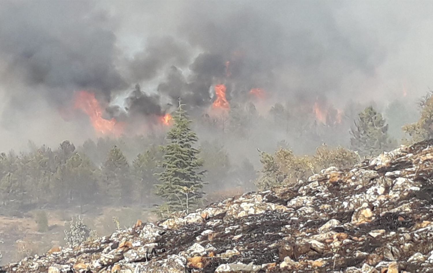 Li Xarpêt û Dêrsîmê agir bi daristanê ket