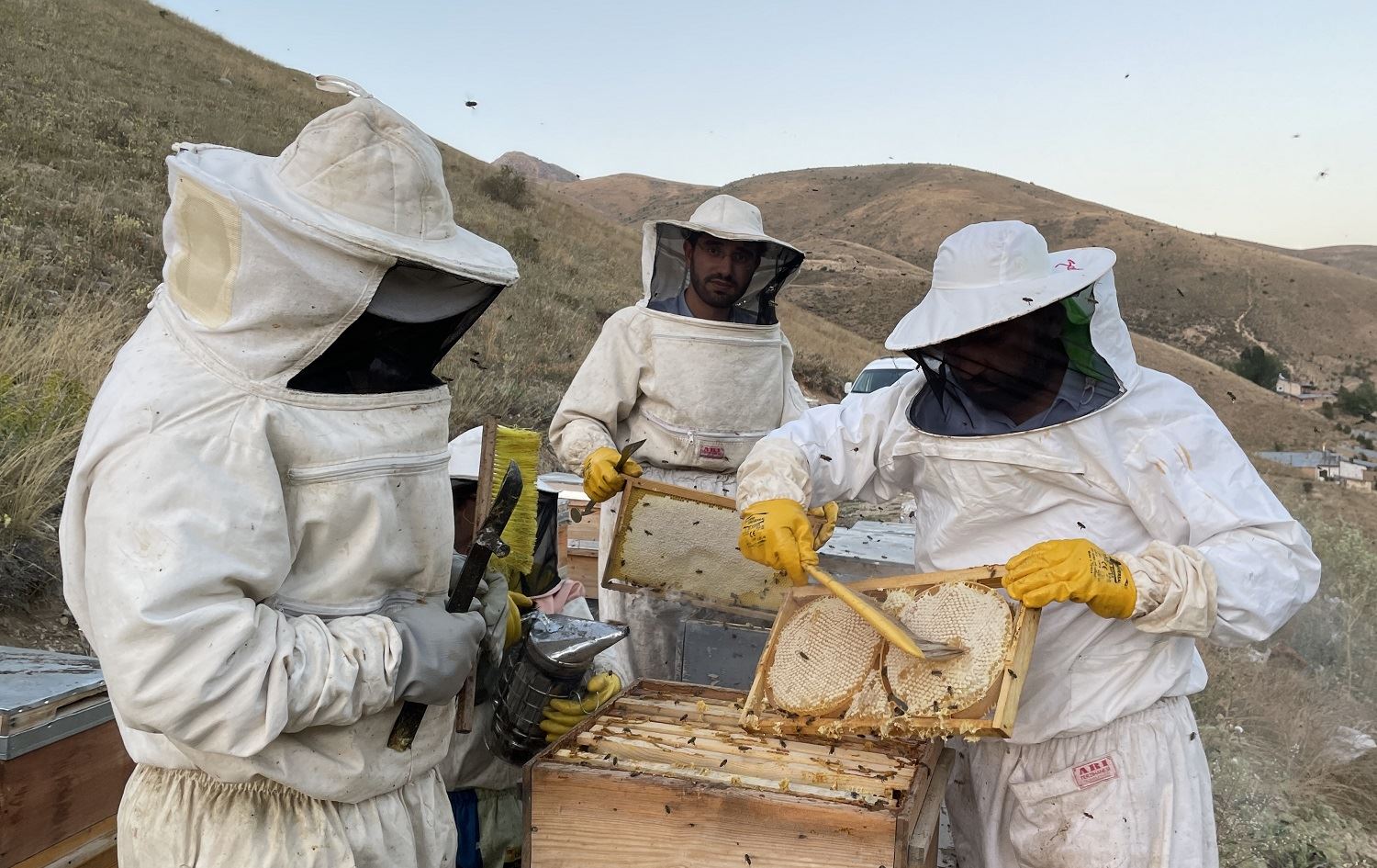 Li Qerejdaxê îsal hezar ton hingiv hat berhevkirin