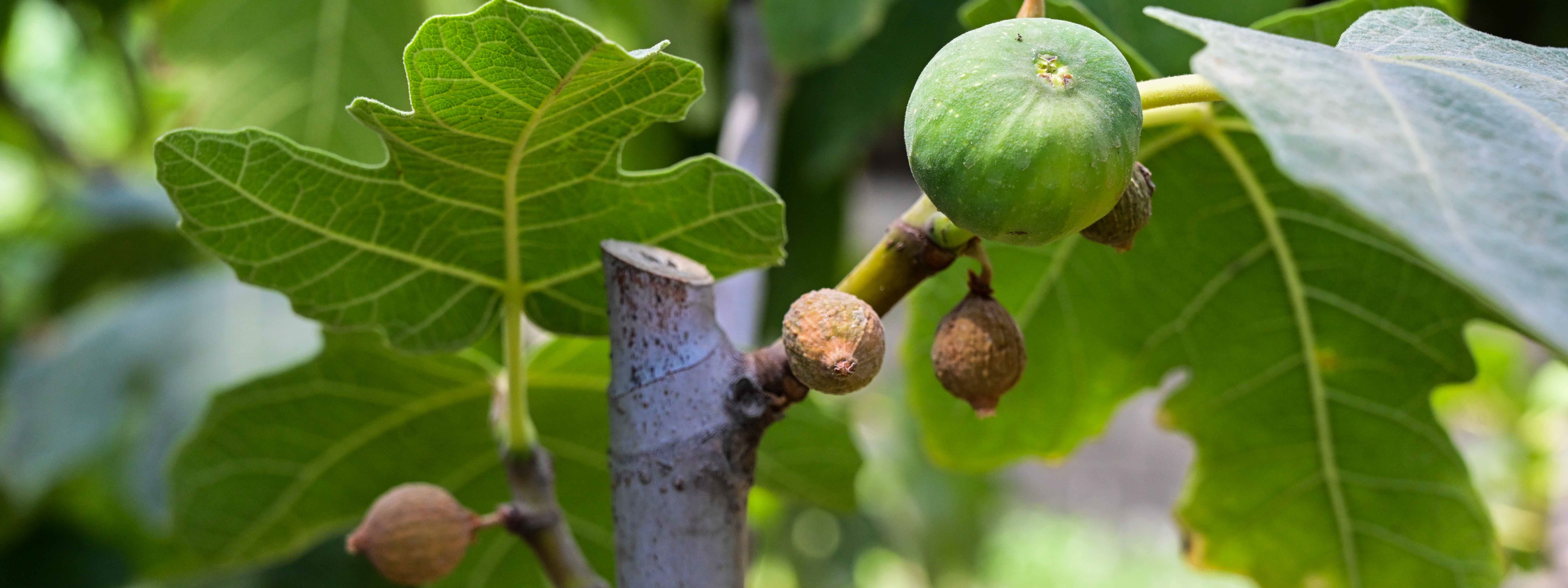 FOTO – Akre incirinin rekoltesi yüzde 70 azaldı