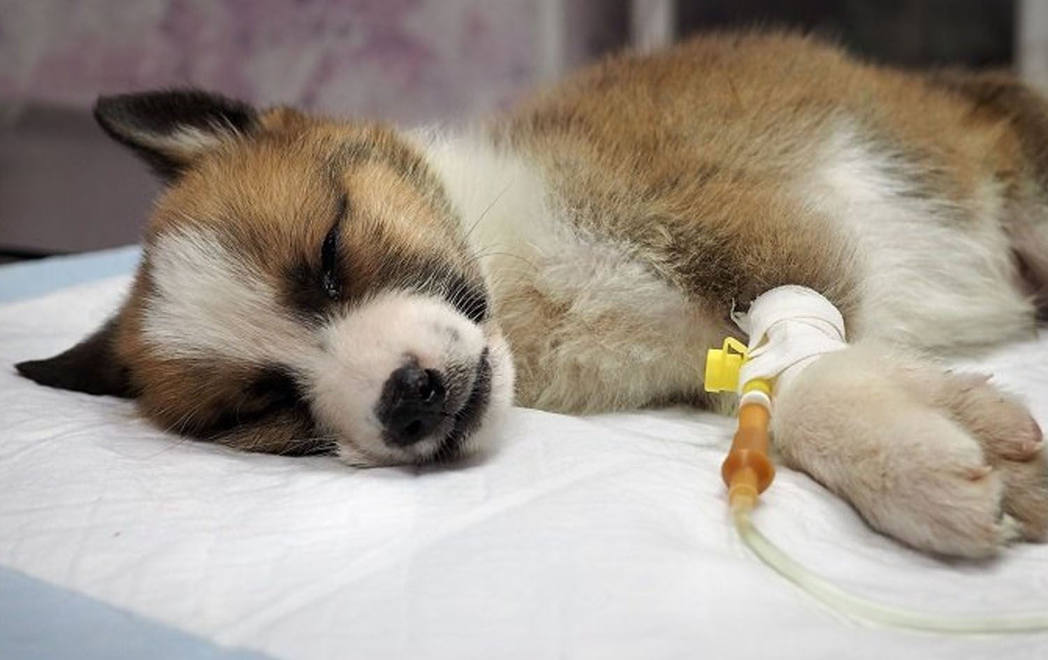 Gizemli hastalık yayılıyor; 30 köpek öldü