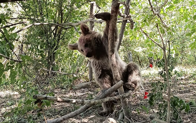 Li Colemêrgê hirçekî ku di nav têlan de asê mabû... | Rûdaw.net