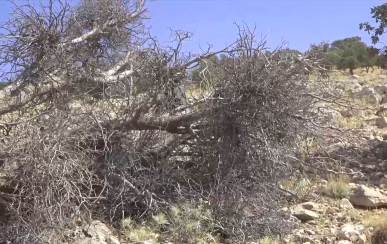 نەخۆشییەکی مەترسیدار لەنێو داربەڕووەکانی دارستانەکانی زاگرۆس بڵاودەبێتەوە