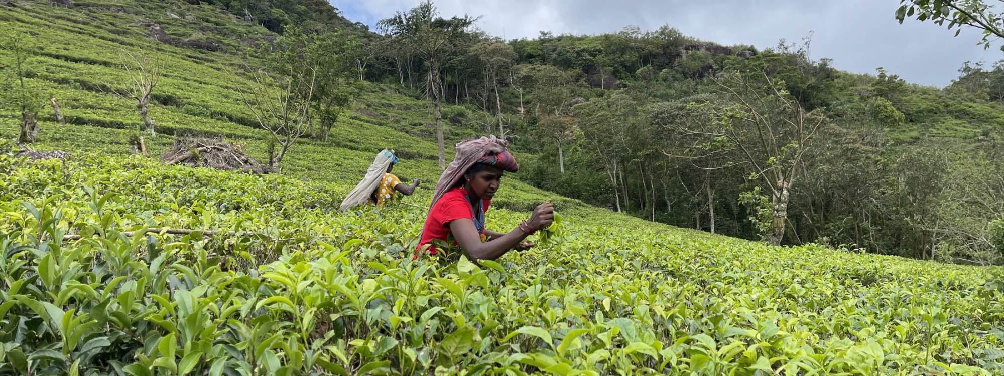 FOTO – Sri Lanka’da 500 çeşit çay üretiliyor