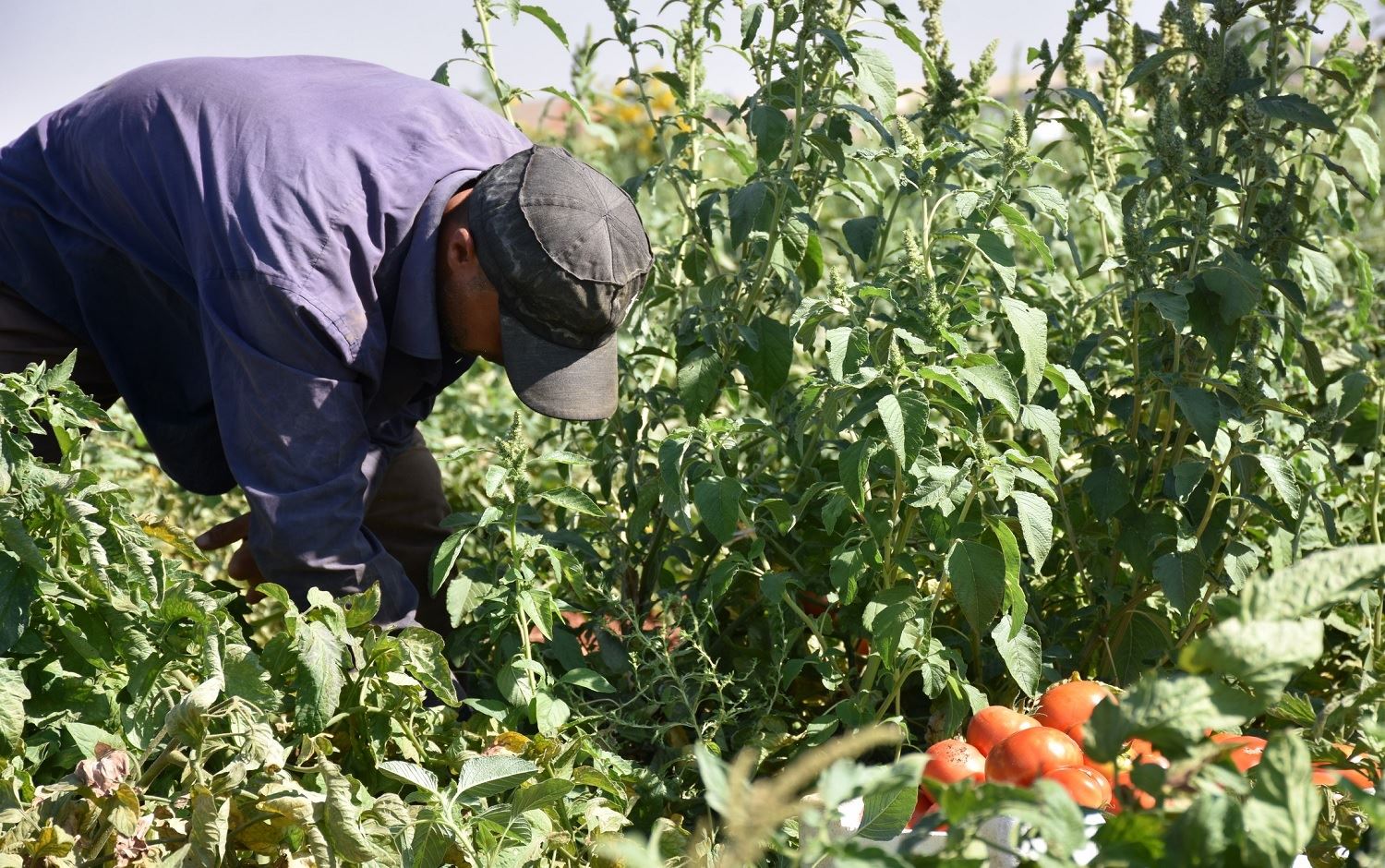 Berhema bacanên sor li Hesekê gihiştiye bêhtir ji 12 hezar tonan