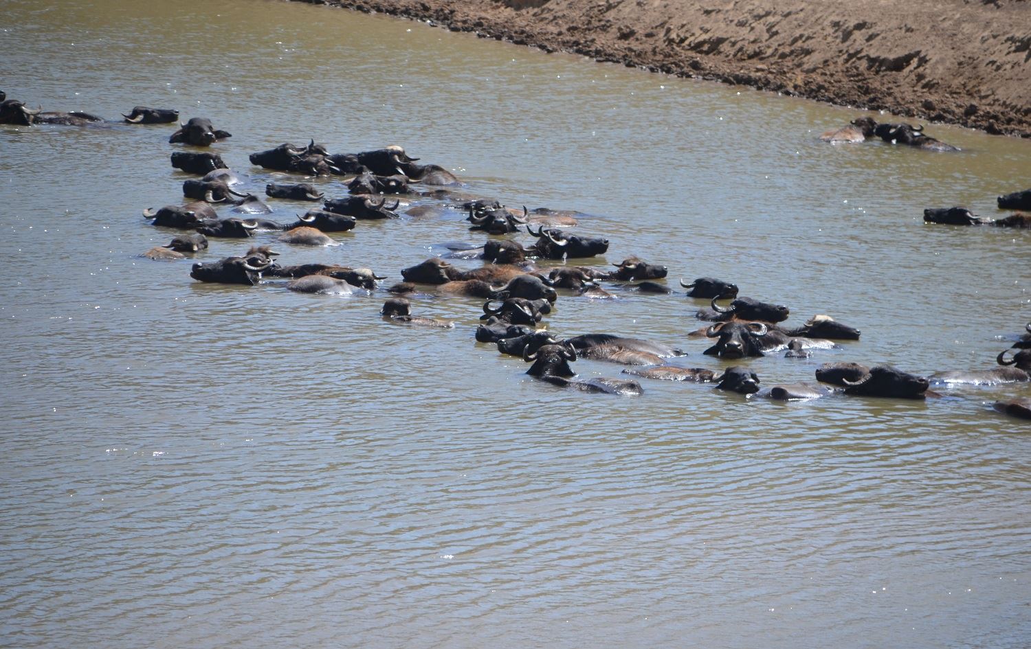 Li Mûşê gamêşên ji ber germê aciz dibin di çem de hênik dikin