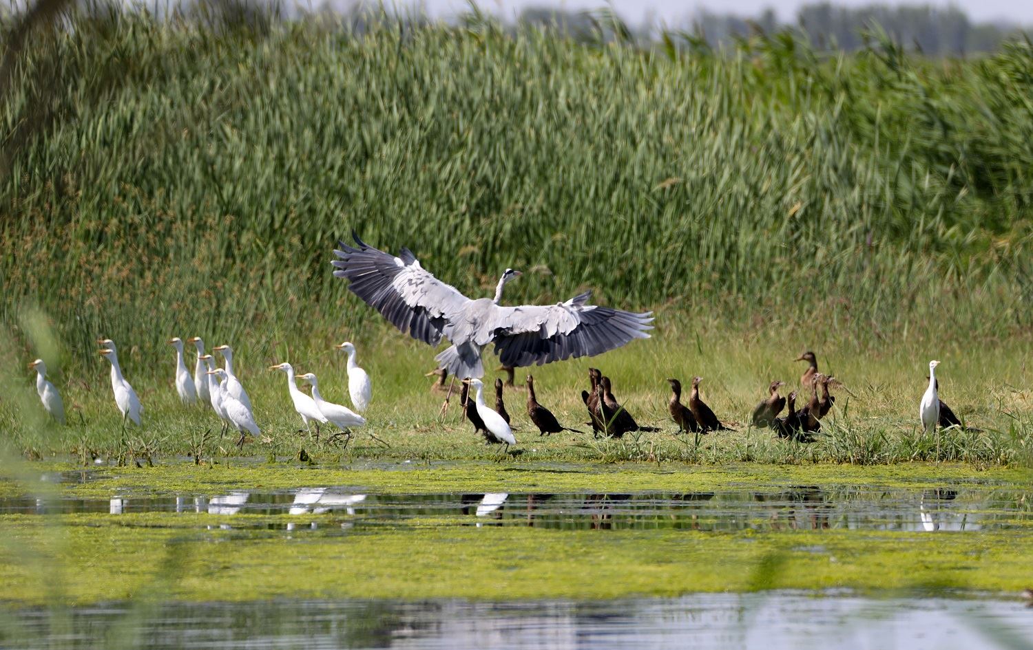 Qeşayên li Çiyayê Agiriyê ji balindeyan re bûne çavkaniya jiyanê