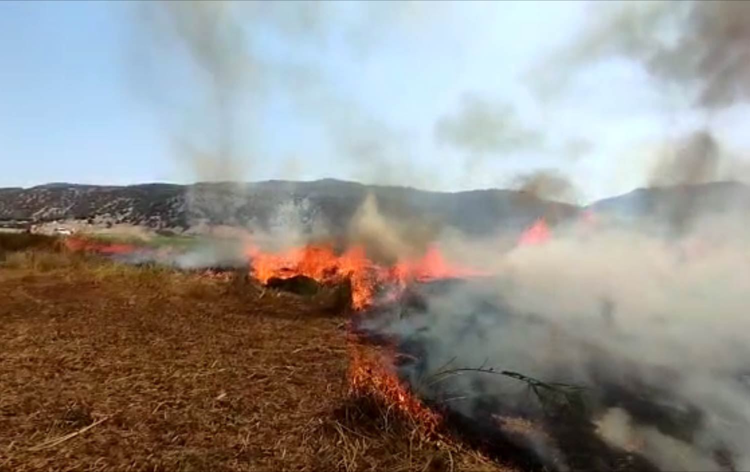 قامیشەڵانی دەریاچەی زرێبار ئاگری گرتووە
